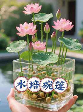 碗莲种七彩五颜六色水培