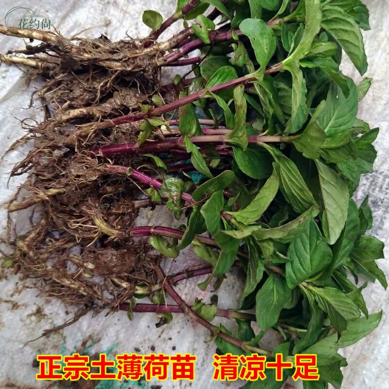 正宗薄荷中华土薄荷清凉银丹草盆栽可食用驱蚊野薄荷阳台绿植耐寒