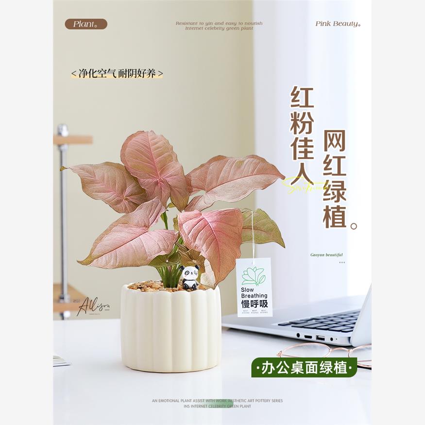 红粉佳人合果芋盆栽办公