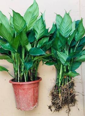 新品万年青盆栽植物四季常青客厅室内好养大型家养花卉绿植落地吸