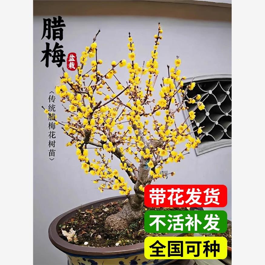 腊梅花树苗盆栽红梅老桩盆景耐寒原生素心腊梅地栽丛生花卉绿植物