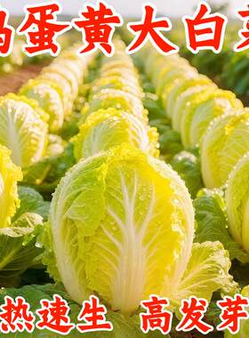 鸡蛋黄大白菜种子黄心籽