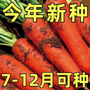 九寸三红胡萝卜夏秋季耐热寒水果蔬菜萝卜生吃脆甜四季田园红萝卜