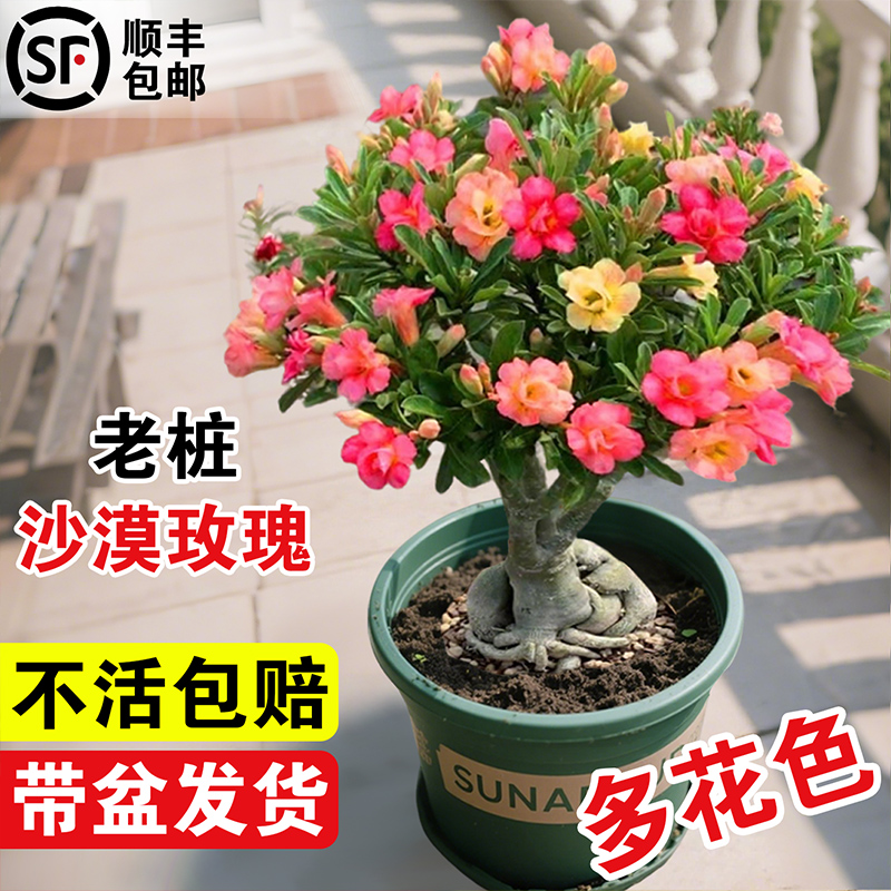 沙漠玫瑰盆栽带花苞老桩花卉盆栽好养的懒人花四季花苗室内花园