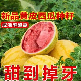 黄皮红瓤黄壤西瓜种子无籽西瓜菜园甜早熟红瓤甜脆水果黄皮西瓜籽