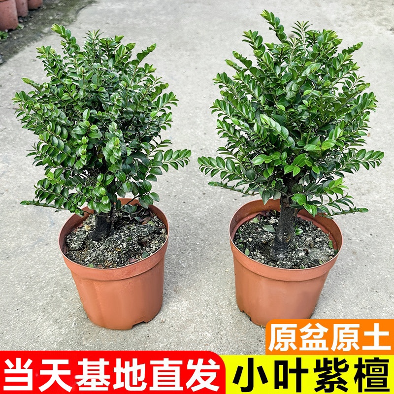 小叶紫檀树苗盆景四季常