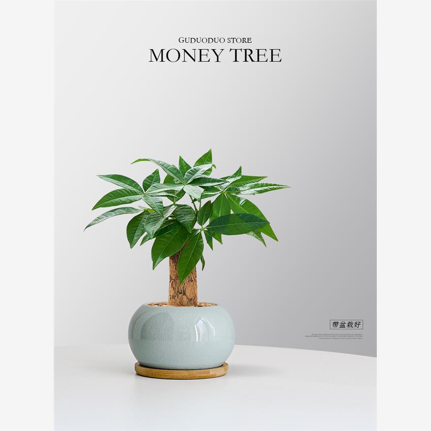 发财树室内小盆栽办公室