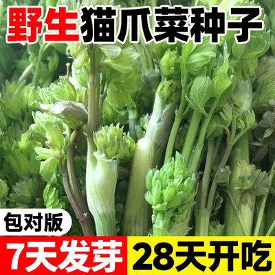 野生猫爪子种子东北山野