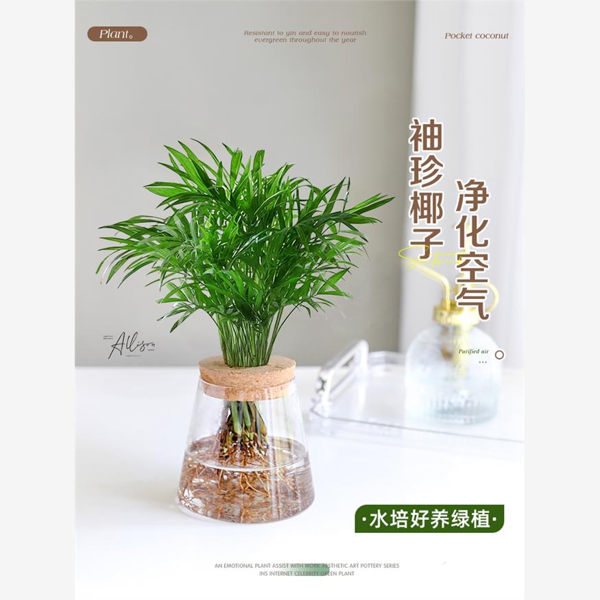 袖珍椰子水培植物小盆栽