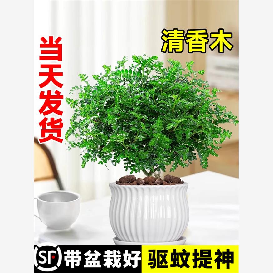 清香胡椒木老桩盆栽室内