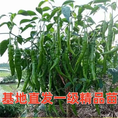 正宗湖南樟树港辣椒苗秧