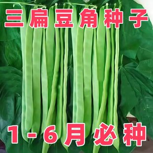【三扁豆角种子】三扁豆角种子四季种植家庭阳台盆栽豆角蔬菜种子