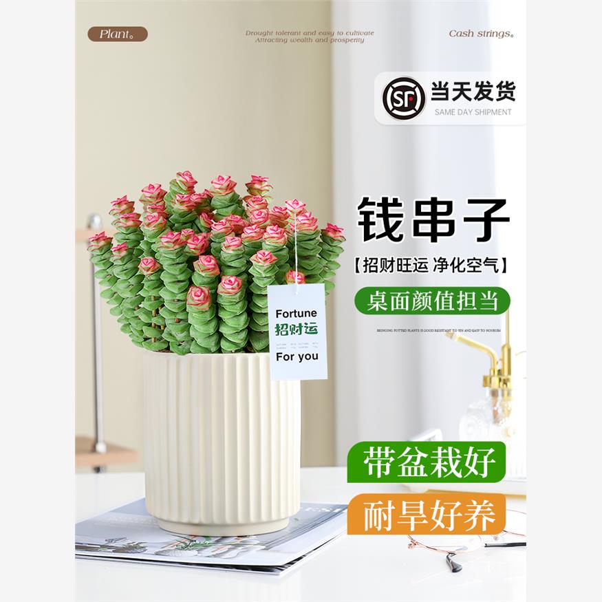 钱串子多肉小盆栽室内桌