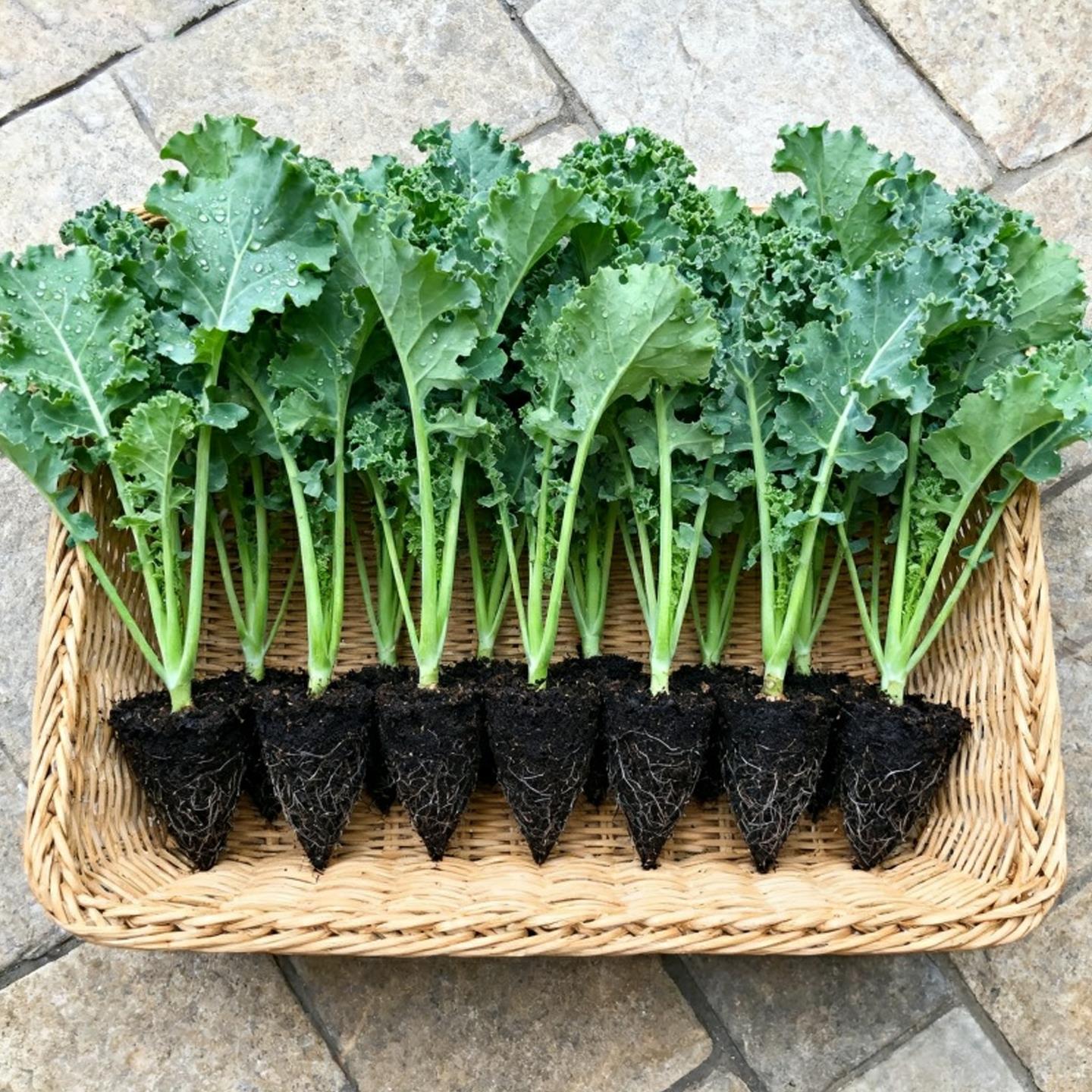 羽衣甘蓝苗秧盆栽大食用