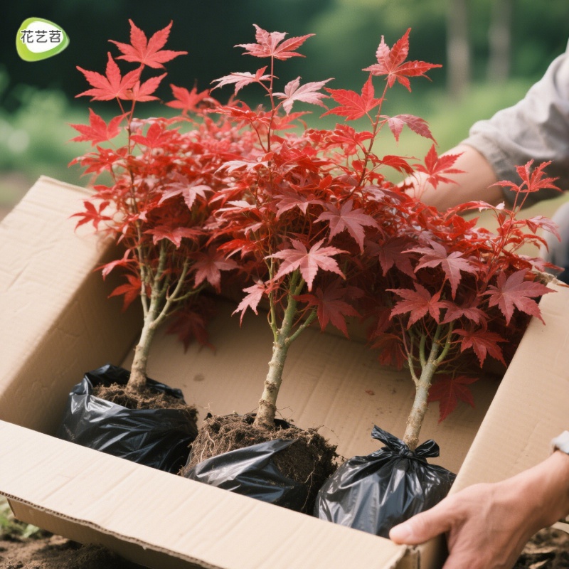 矮化日本红舞姬红枫盆景