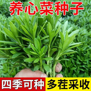 高钙养心菜种子四季救心菜种子救心草景天三七费菜多年生蔬菜种子