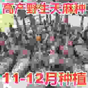 【高产】野生天麻种子高发芽率阳台盆栽秋冬种植高产蔬菜种子