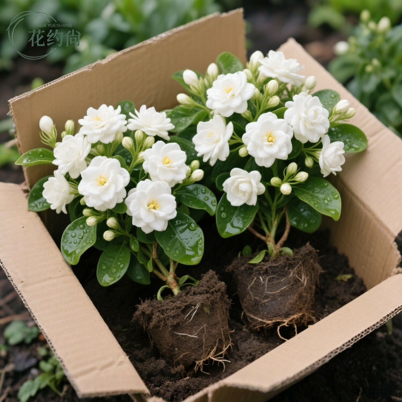 正宗虎头茉莉花盆栽重瓣