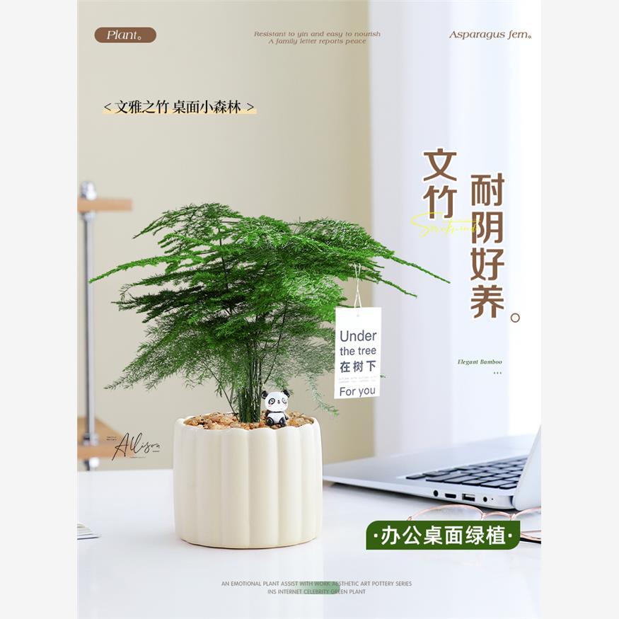 文竹小盆栽办公室内桌面