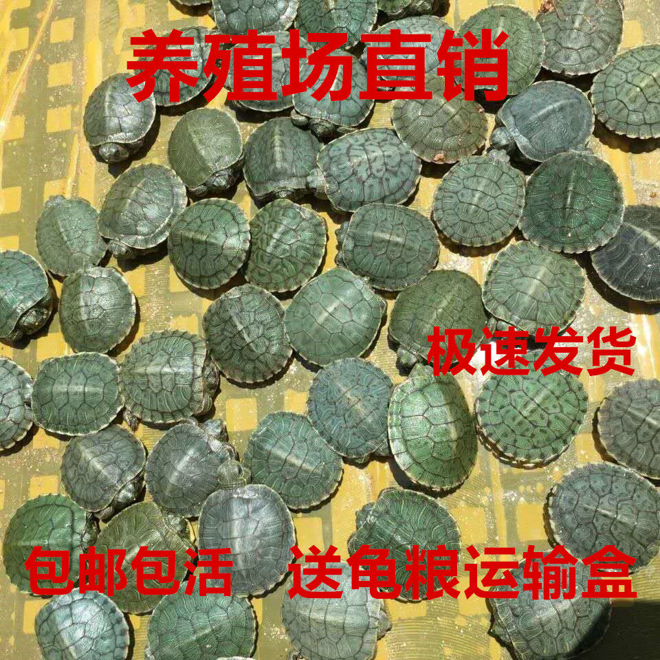 巴西小乌龟活体宠物龟巴西龟水龟观赏小乌龟情侣龟外塘巴西龟批发