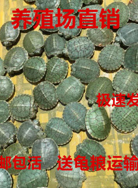 巴西活体观赏厂家直销外塘小乌龟