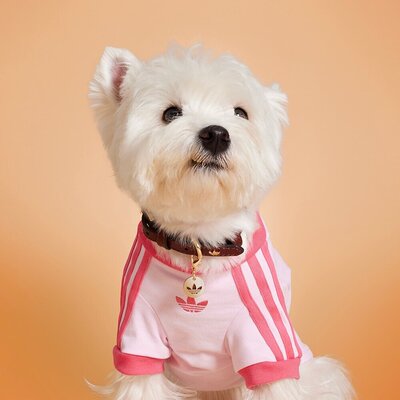 尖货丨adidas阿迪达斯三叶草萌宠PET CALI宠物狗狗猫咪T恤KH0119