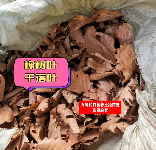 无农药干落叶橡树叶枯叶爬虫乌龟马陆鼠妇饲料斗鱼橄榄懒人叶鱼缸