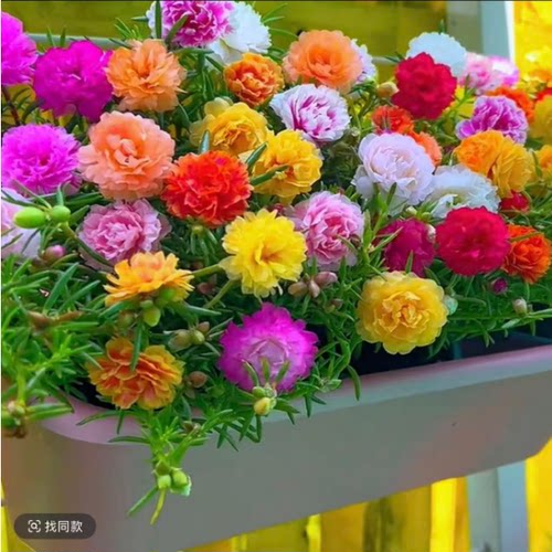 重瓣太阳花苗 多季节开花 好成活   多年生盆栽地栽