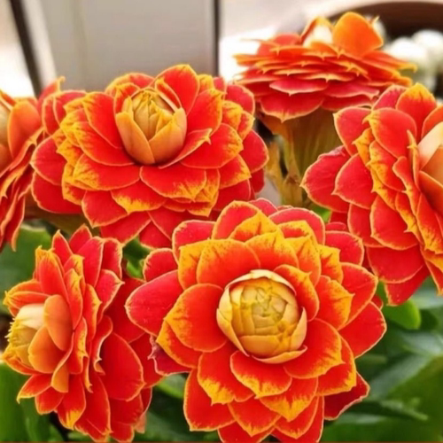 重瓣长寿花小苗 穴盘苗  重瓣大花室内阳台花卉绿植 四季 开花