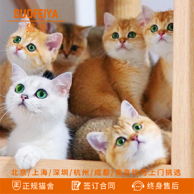 英国短毛猫银渐层幼猫金渐层宠物猫蓝金渐层活体长毛矮脚血统猫舍