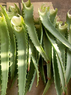 木立芦荟鲜叶 纯天然有机高品质三斤包邮 十年龙爪菊鲜叶