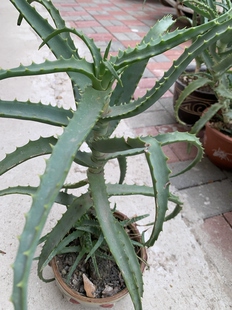 五年龙爪菊苗 老桩 木立芦荟苗
