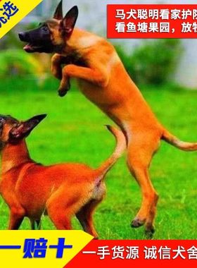 马犬幼犬纯种活体比利时科目马犬看家护院犬爆红黑红黄马犬宠物狗