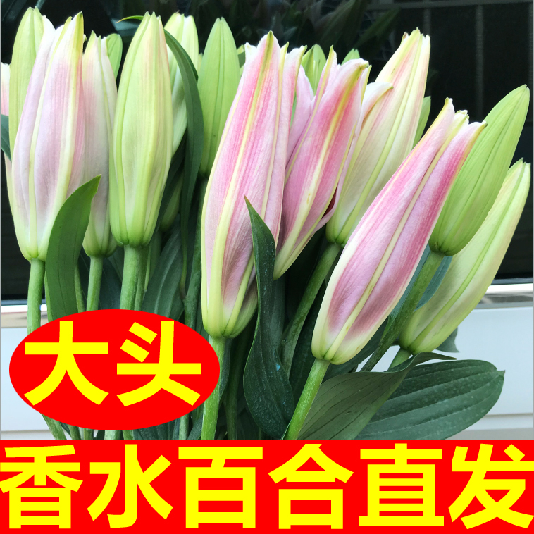 香水百合鲜花花束浓香云南昆明基地直发速递同城生日花礼物情人节