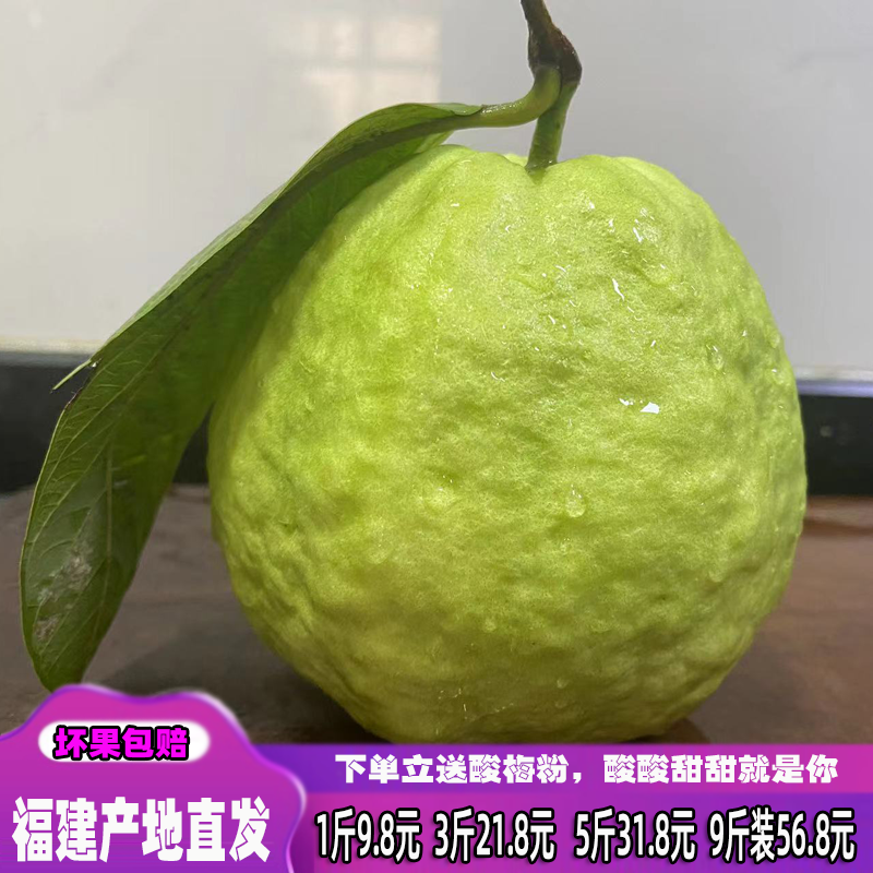 现摘芭乐番石榴水果芭乐番石榴