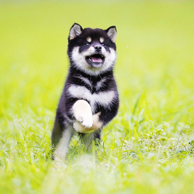 北京犬舍 专业繁殖柴犬  国外引进  血统级