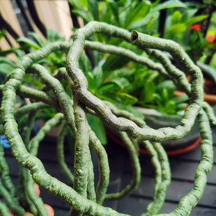 灰绿色PVC仿真树藤雨林缸造景 假山两栖爬宠生态缸微景观绿植造型