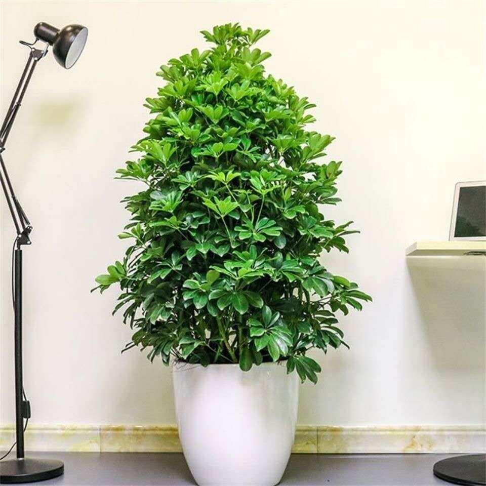 鸭脚木七叶莲树八方来财盆栽办公室客厅大型绿植吸甲醛好养树