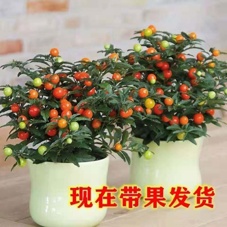 观果植物冬珊瑚盆栽吉庆果室内客厅庭院可种植观赏植物好养易活