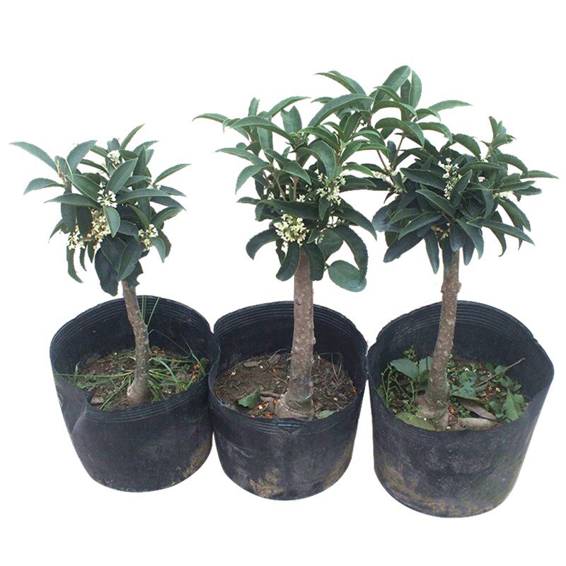 桂花树苗盆栽流苏嫁接日香桂月月桂天香台阁佛顶珠盆景