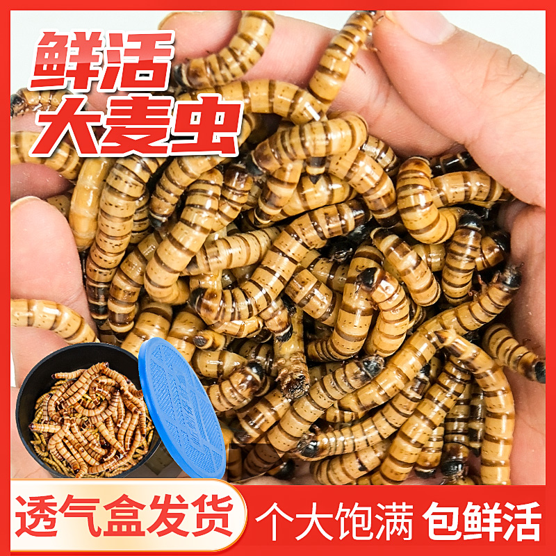 大麦虫活虫黄粉虫面包虫乌龟仓鼠金龙鱼饲料画眉八哥鸟食活体虫子-封面