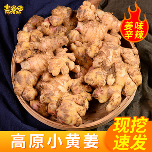 土哆哆云南罗平小黄姜食用姜新鲜老姜土姜生姜农家自种月子姜蔬菜