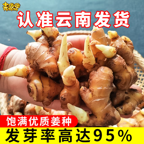 优质生姜价格 多少钱