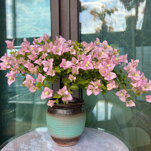 丽娜 三角梅盆栽勤花老桩室内外爬藤灌木植物花卉多季开花好养活