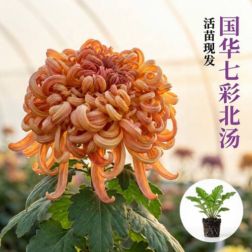国华大菊花苗七彩北汤多年生宿根花卉阳台卧室庭院盆景四季开花