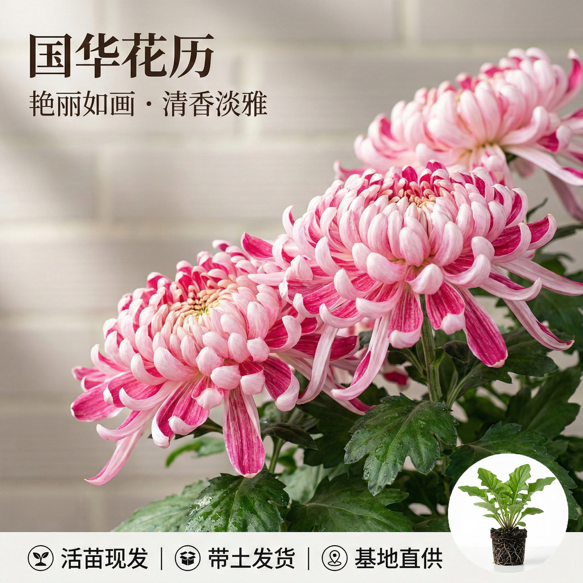 国华大菊花苗花历牡丹多年生宿根花卉阳台卧室庭院盆景四季开花