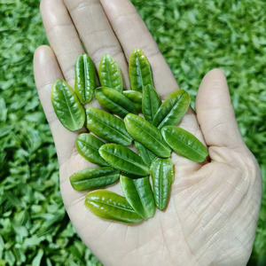 蝙蝠洞六安瓜片2026头采手工新茶