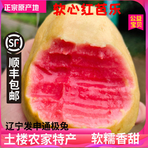 现摘软糯红心芭乐芭乐番石榴新鲜