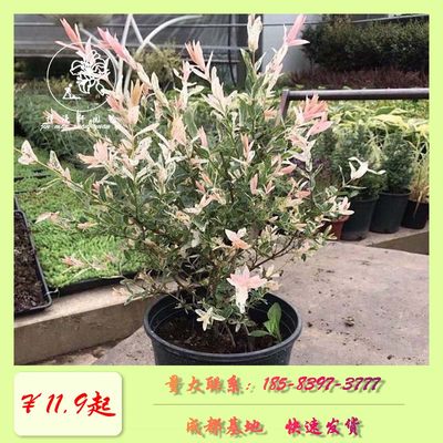 彩叶杞柳盆栽工程苗小区绿化庭院花镜造景多年生灌木植物色彩艳丽