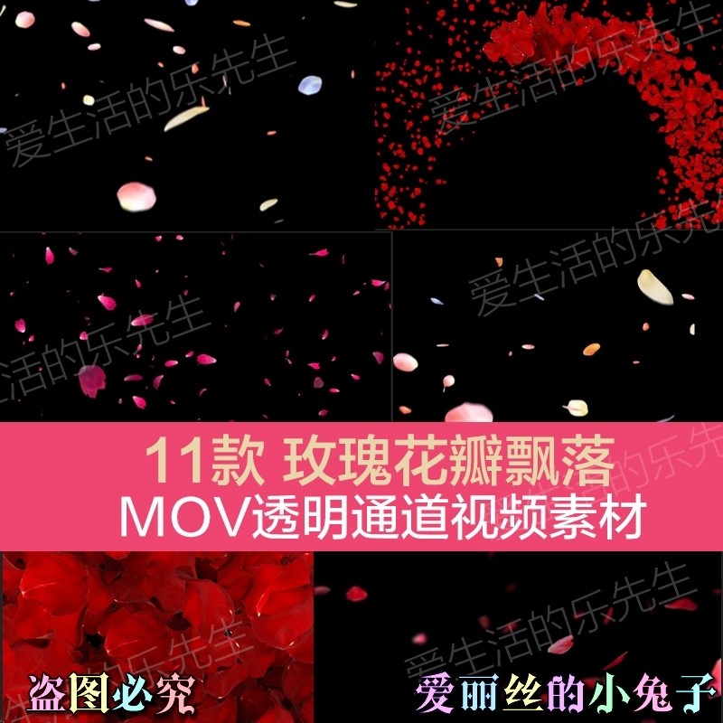 玫瑰花瓣飘落飞舞动态视频素材带MOV透明通道11款婚庆浪漫婚礼